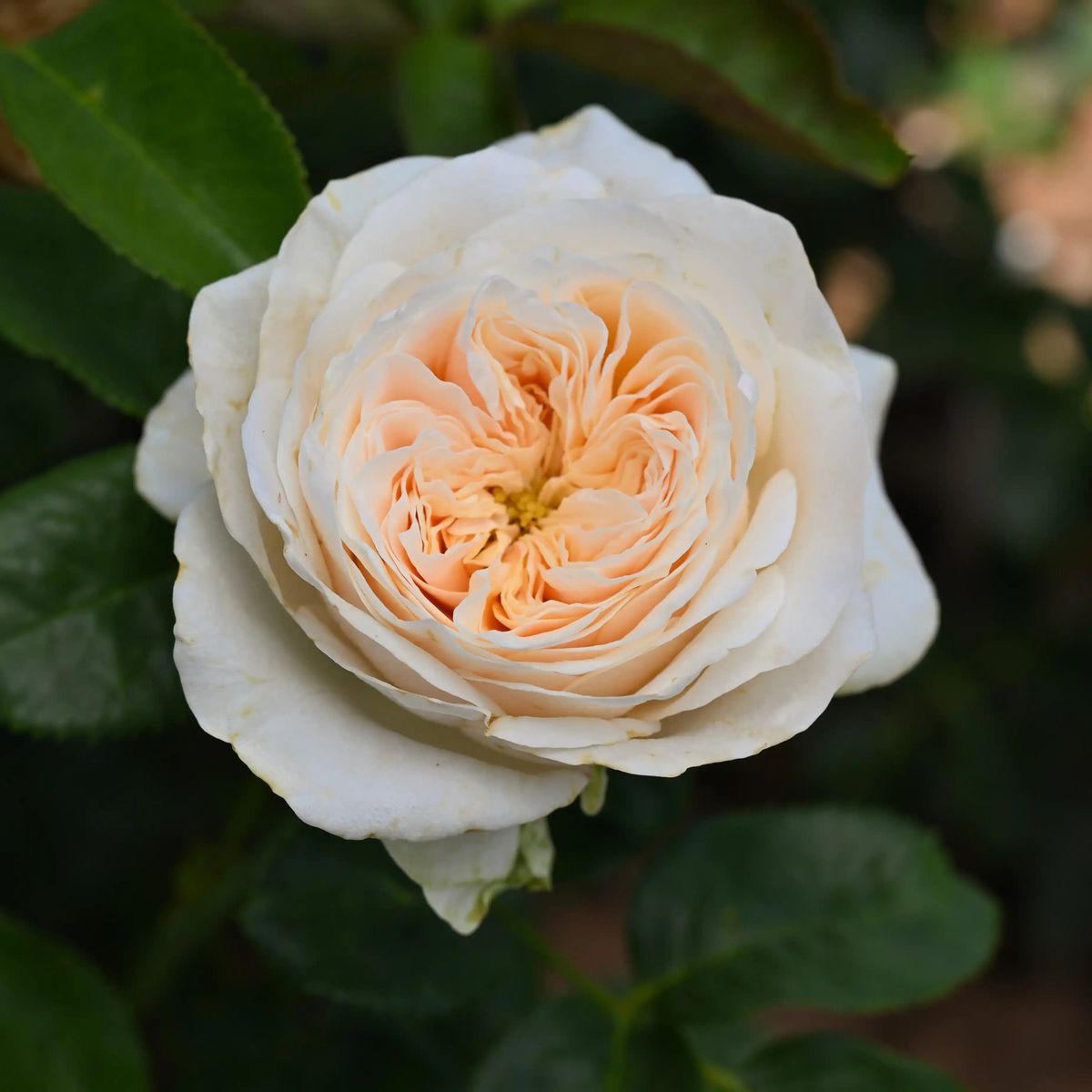 Rose - Jillian