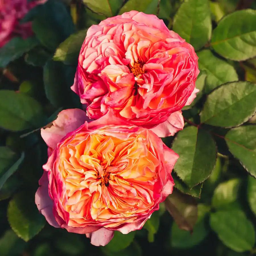 Rose - Kensington Gardens!