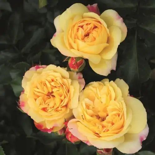 Rose - Lampion