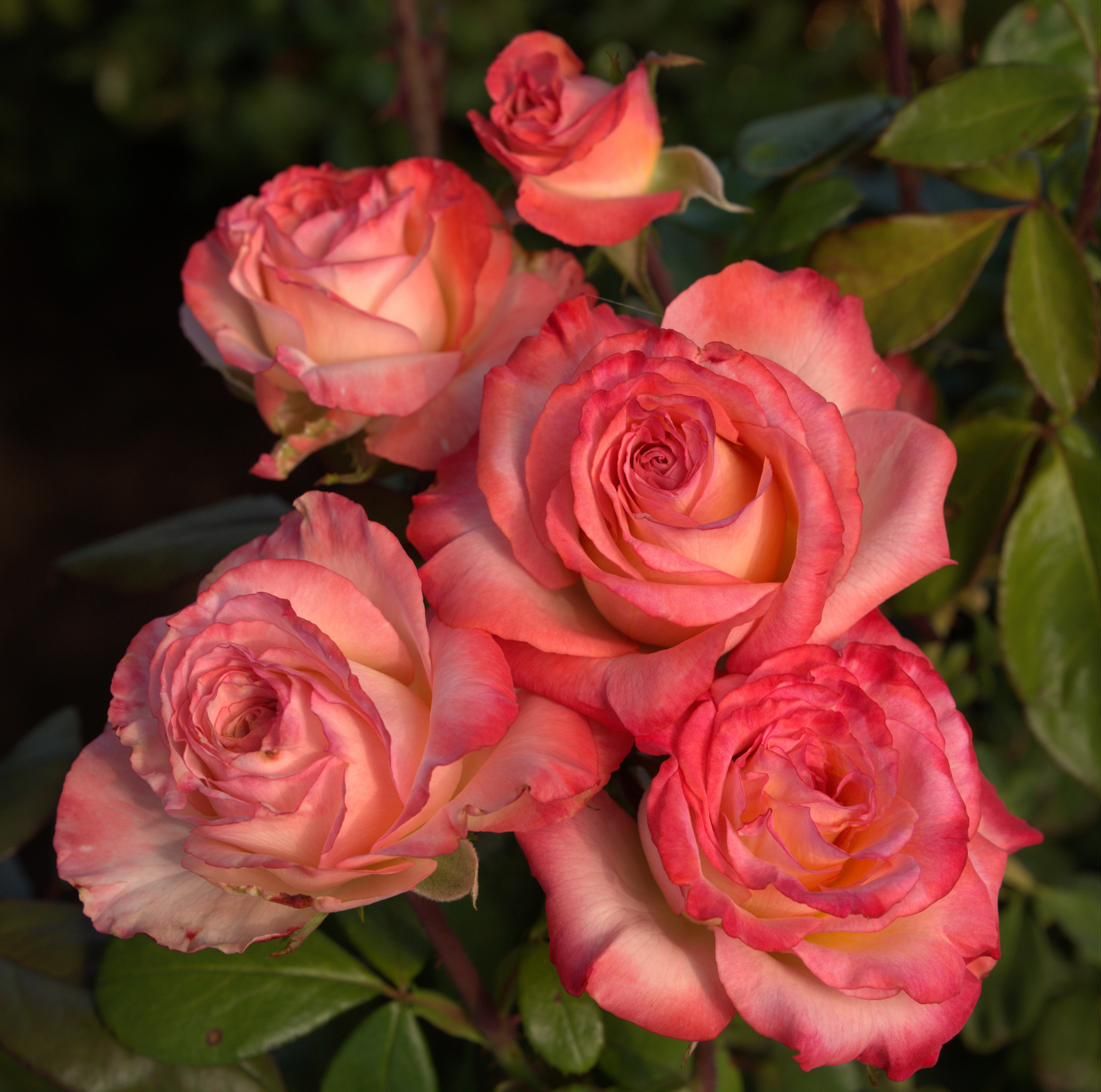 Rose - Magnifiscent