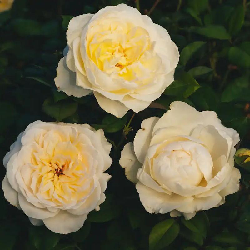 Rose - Maison Mariée