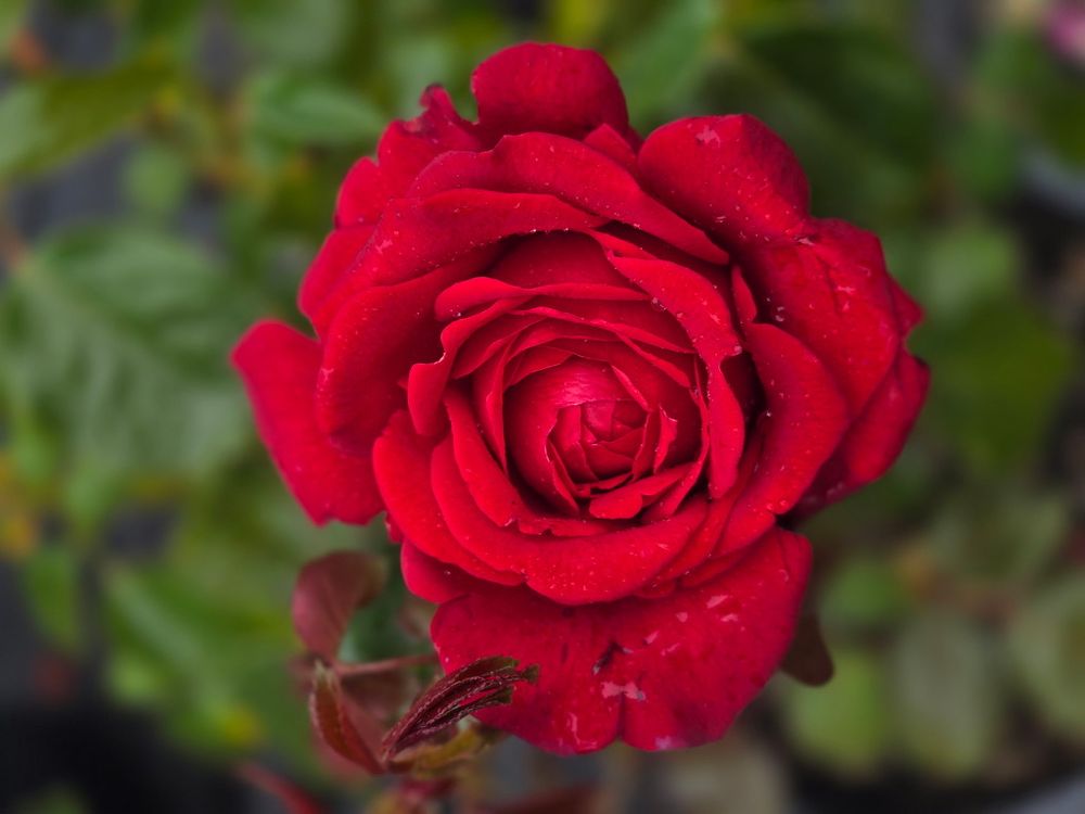 Rose - Maison Rouge