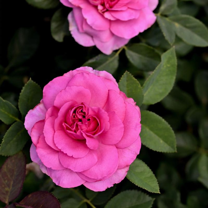 Rose - Moco Muse