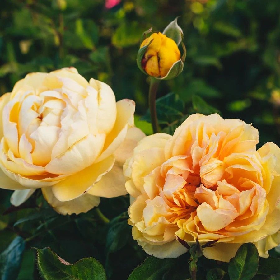 Rose - Morning Belle