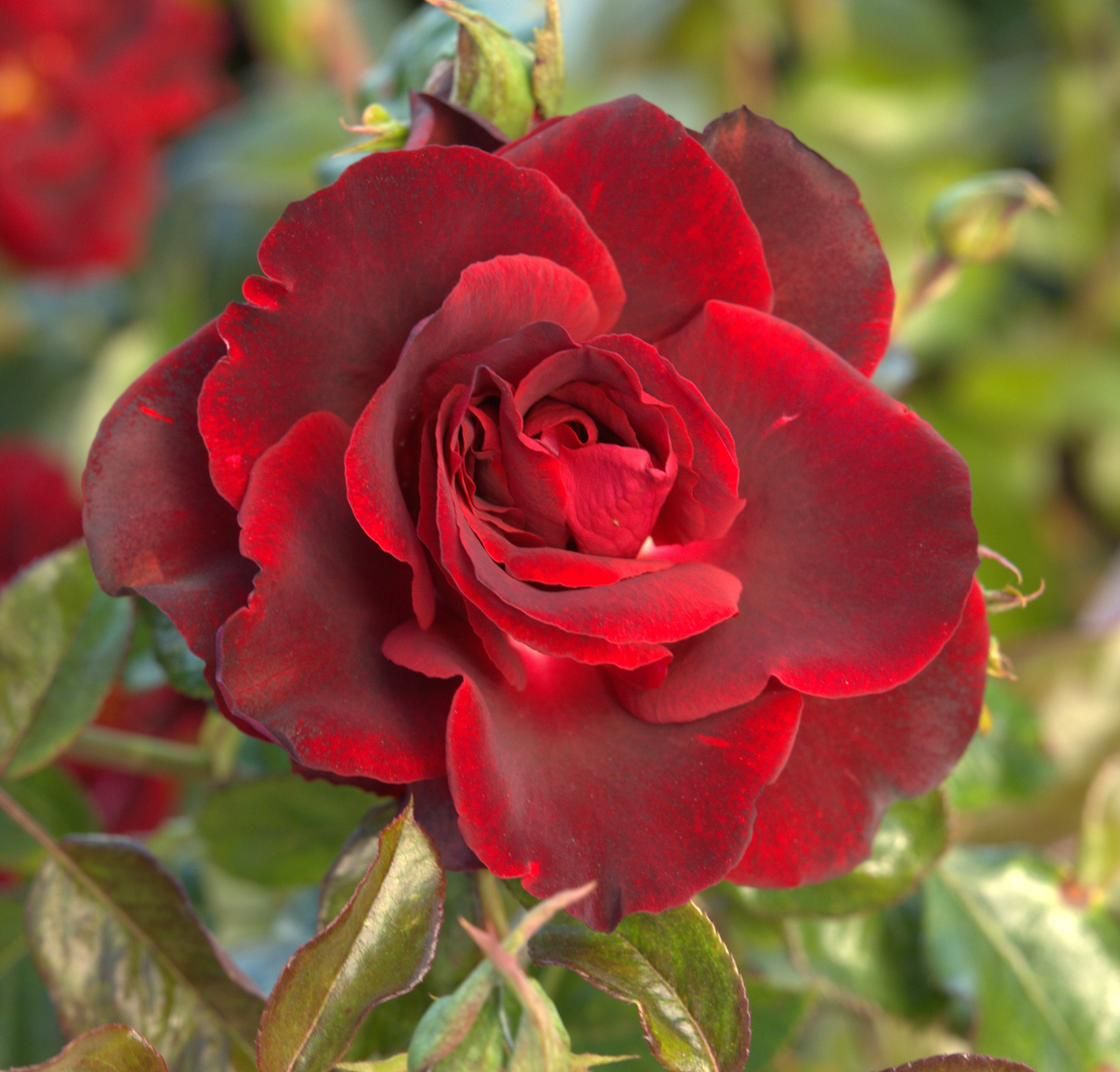 Rose - Opus Noir