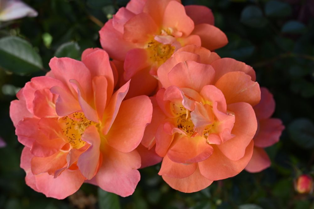 Rose - Orangerie