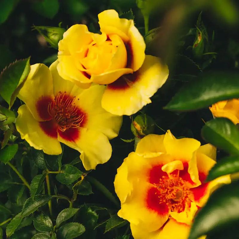 Rose - Orienta Aylin