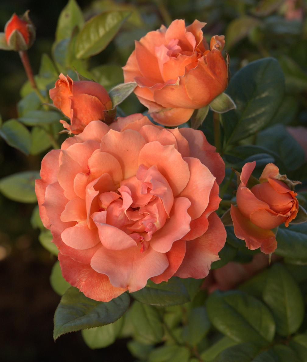 Rose - Peach Tea