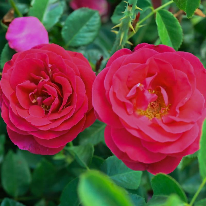 Rose - Pont des Arts