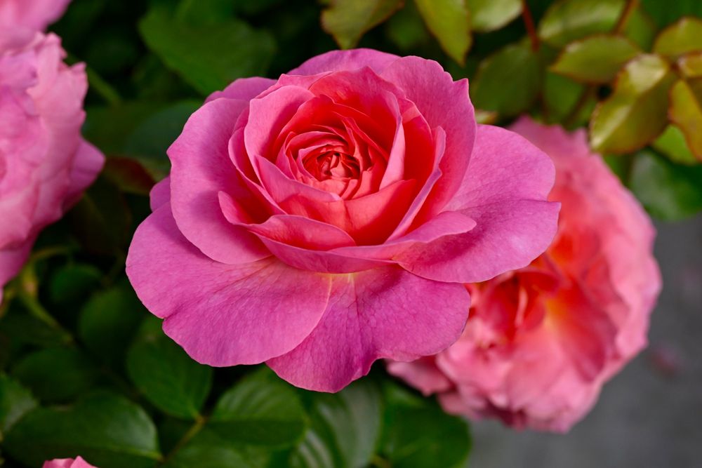 Rose - Posh Life