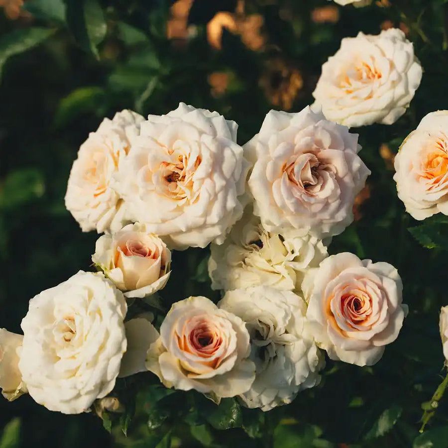 Rose - Rosanella