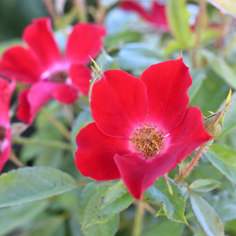 Rose - Rose de Tende
