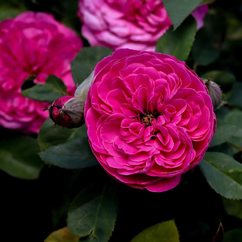 Rose - Sandringham