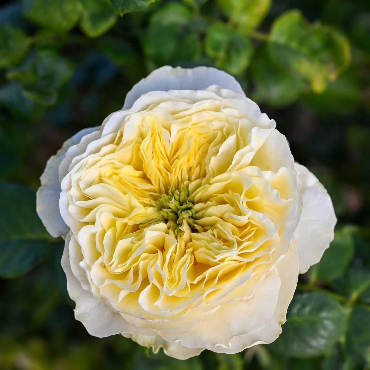 Rose - Solsbury Hill