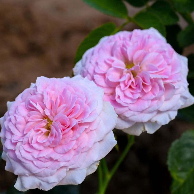 Rose - Storybook Romance