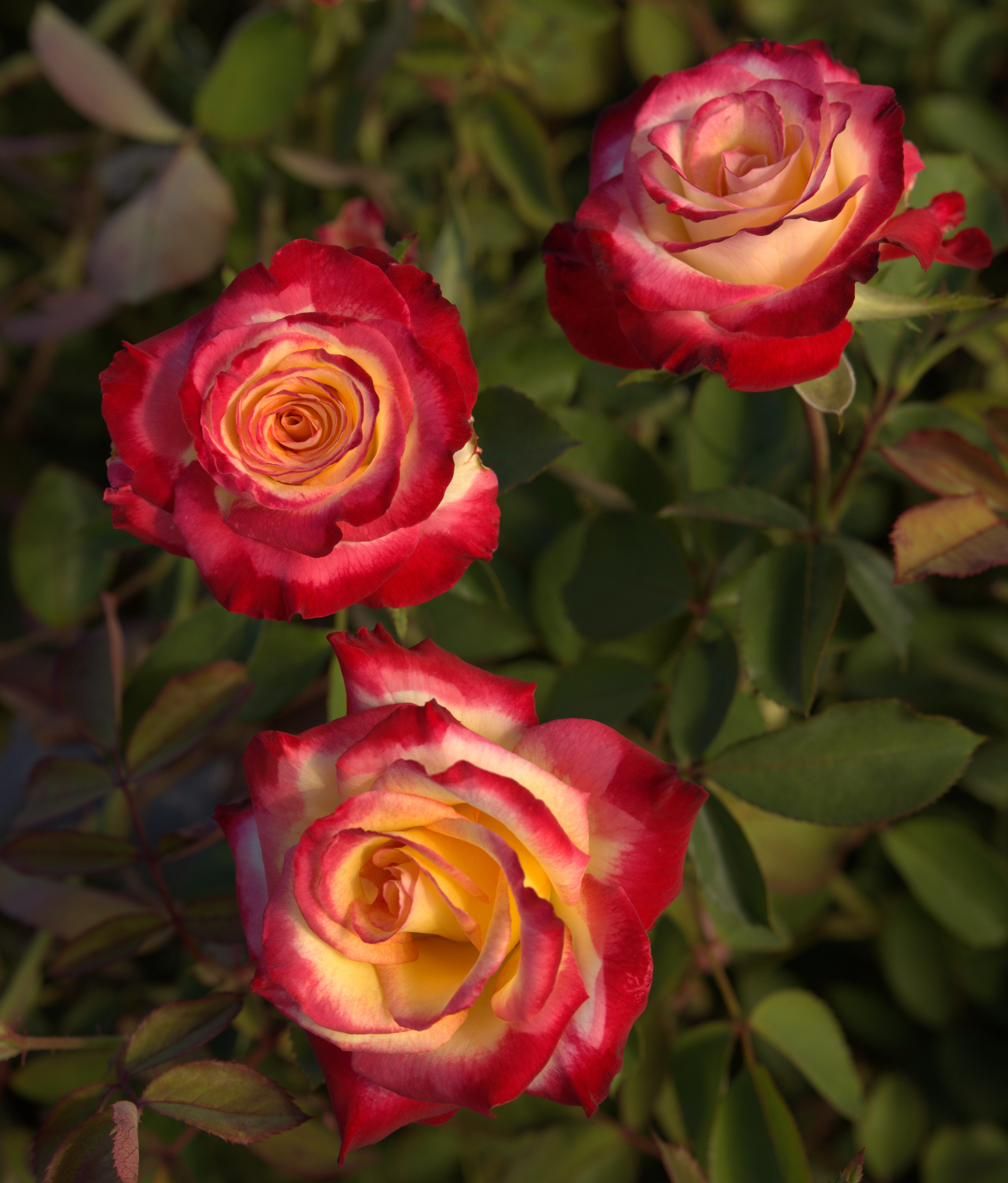 Rose - Strawberry Lemonade