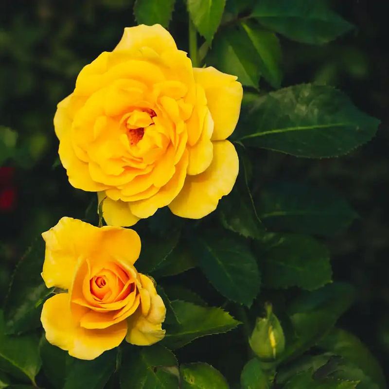 Rose - Sunday Brunch