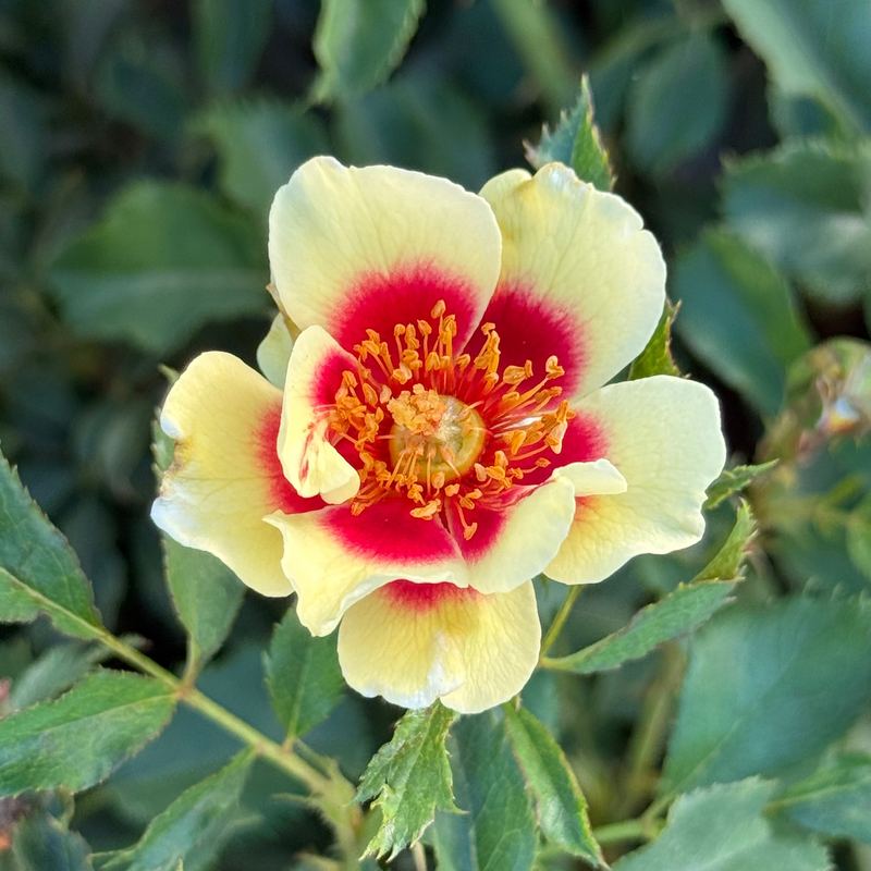 Rose - Sunset Babylon Eyes