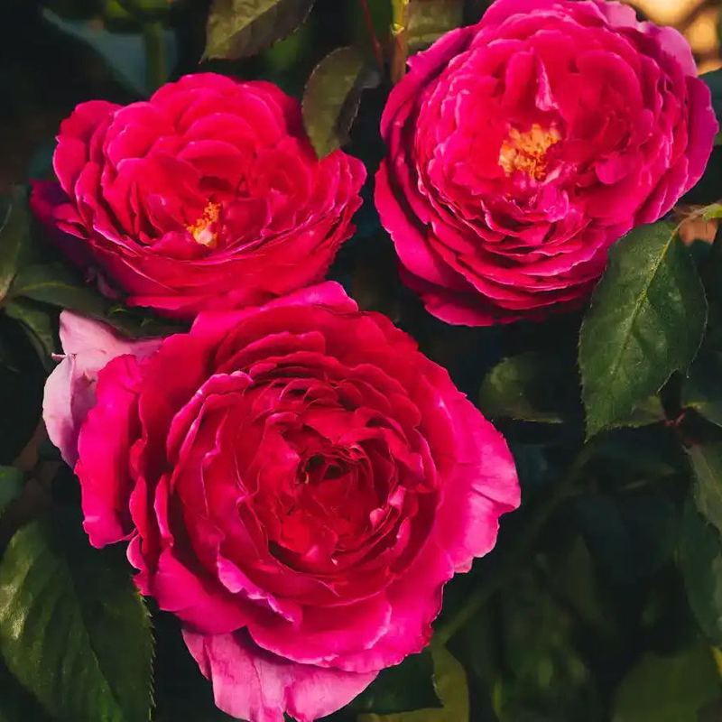 Rose - The Artist's Light