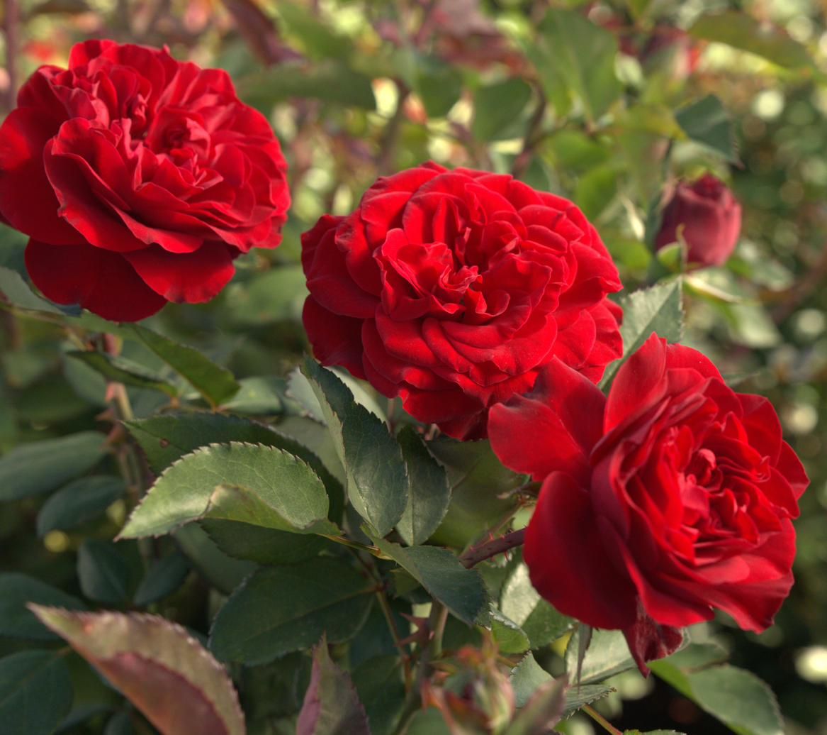 Rose - Ton of Bricks