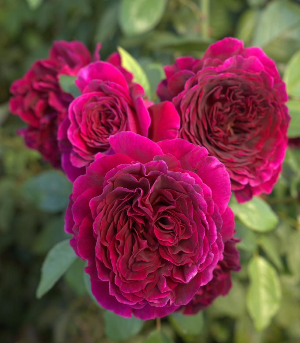 Rose - Velours de Nuit