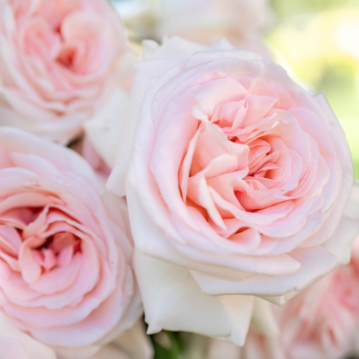 Rose - Francis Meilland