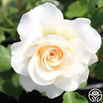 Rose - French Lace
