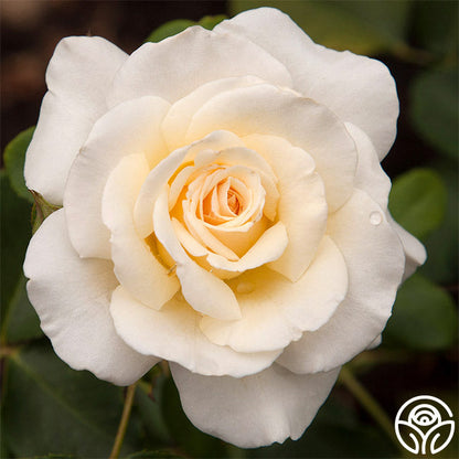 Rose - French Lace