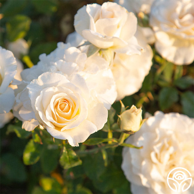 Rose - French Lace