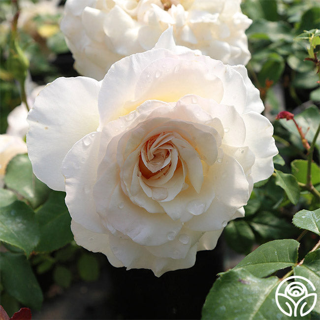 Rose - French Lace