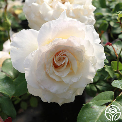 Rose - French Lace