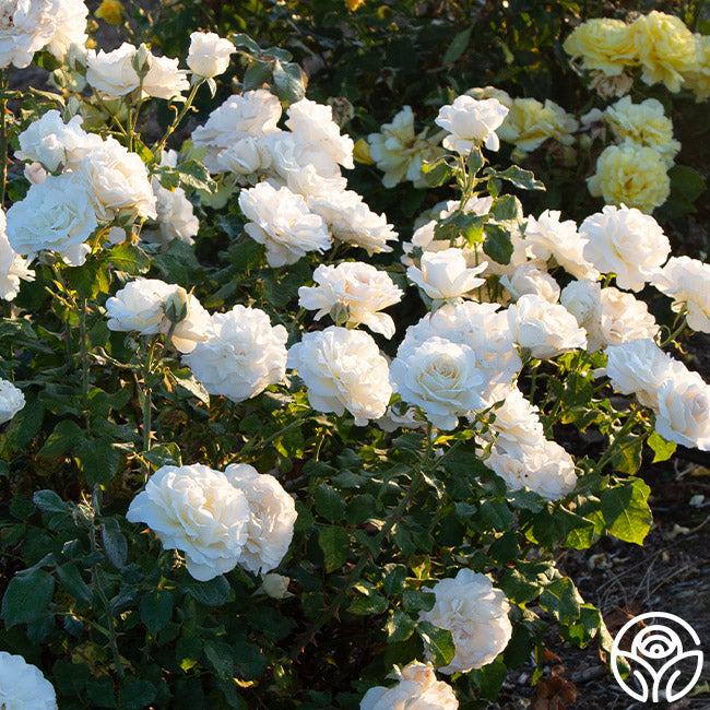 Rose - French Lace