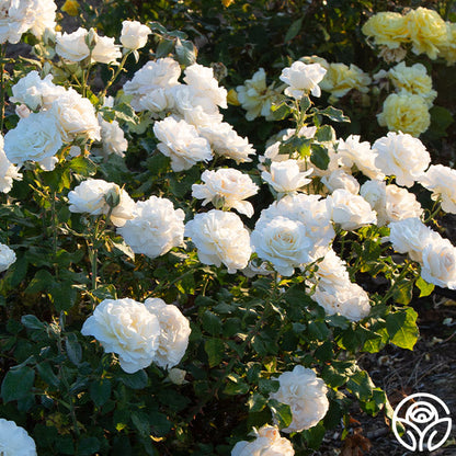 Rose - French Lace