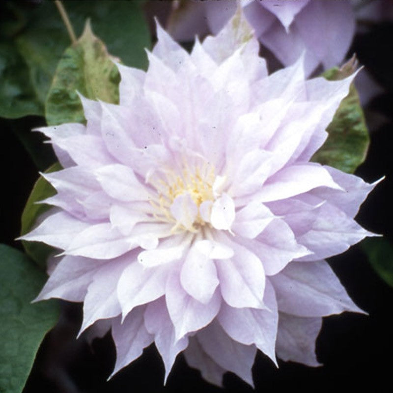 Clematis 'Belle of Woking' - Pale Lavender Pink Double Bloom