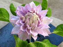 Load image into Gallery viewer, Clematis &#39;Belle of Woking&#39; - Pale Lavender Pink Double Bloom

