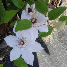 Load image into Gallery viewer, Clematis &#39;Snow White&#39; Reign - 8 inch flowers!!
