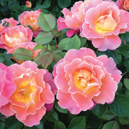 Rose - Climbing - Fruity Petals