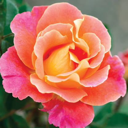 Rose - Climbing - Fruity Petals