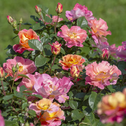 Rose - Climbing - Fruity Petals