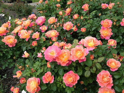 Rose - Climbing - Fruity Petals