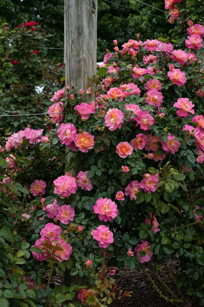 Rose - Climbing - Fruity Petals