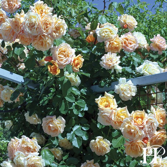 Rose - Climbing - Garden Sun