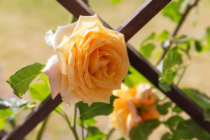 Rose - Climbing - Garden Sun