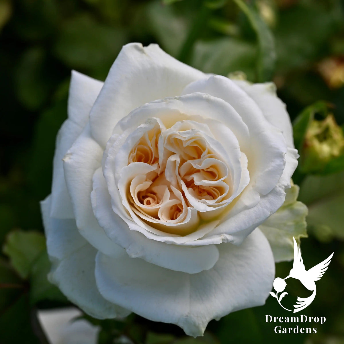 Garden Rose - White O'Hara Rose Bush — DreamDrop Gardens photo 1