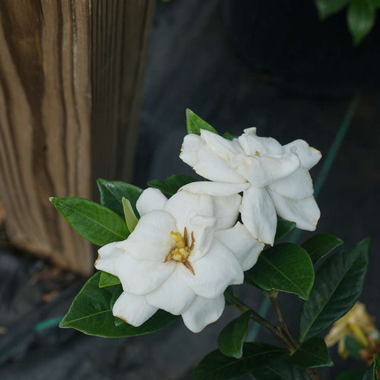 Gardenia - STEADY AS SHE GOES