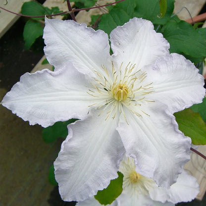 Clematis - Gillian Blades