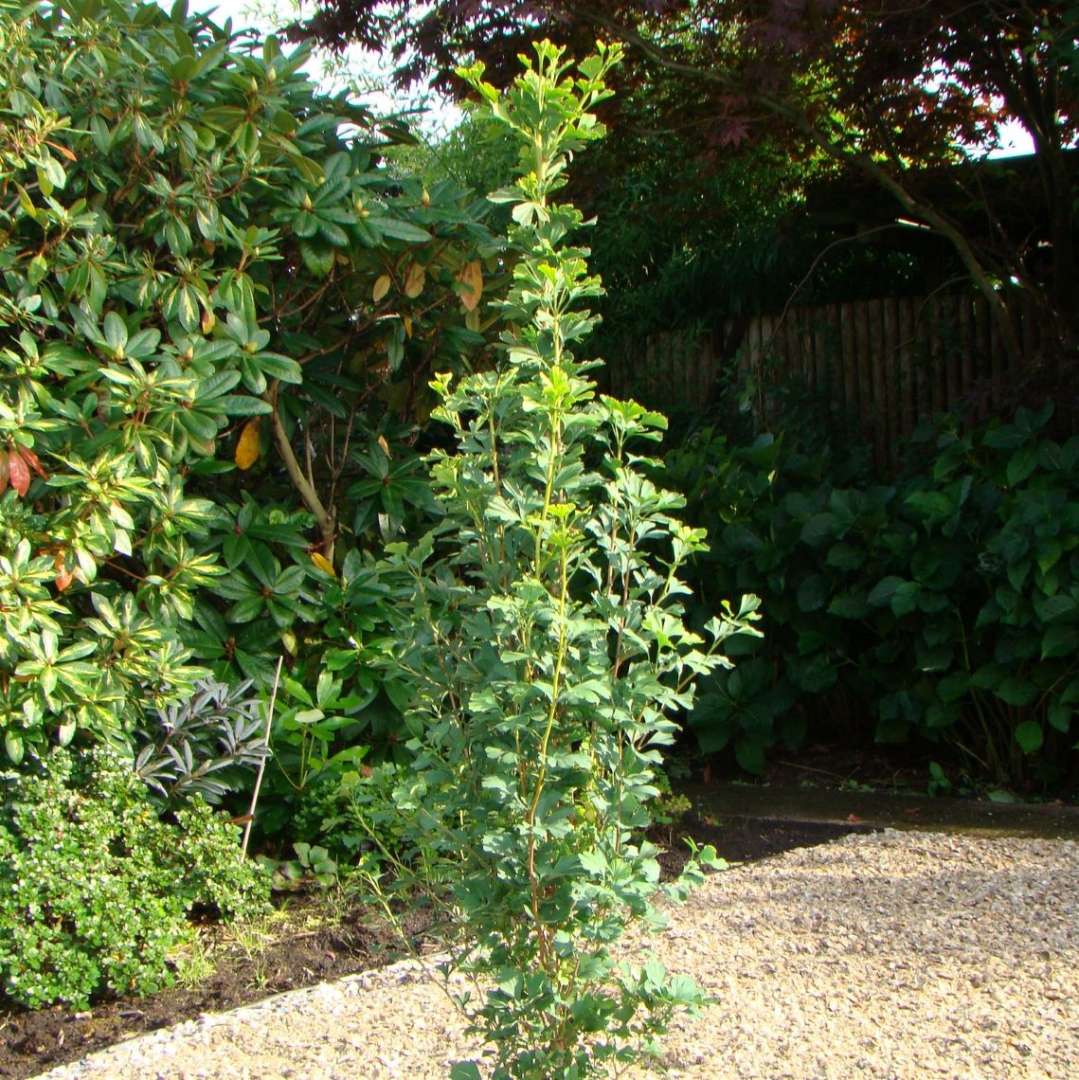 Ginkgo 'Menhir'