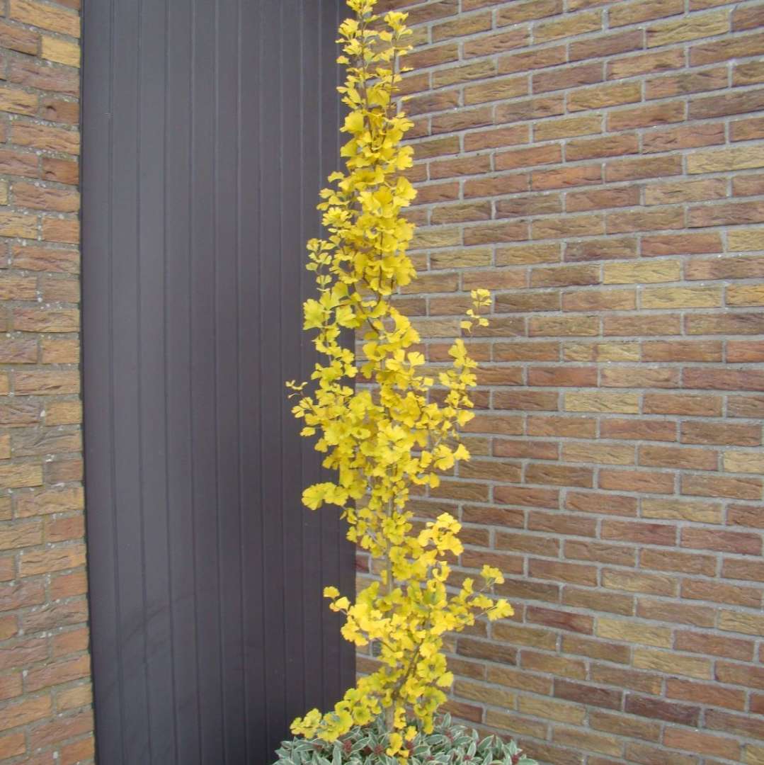 Ginkgo 'Menhir'