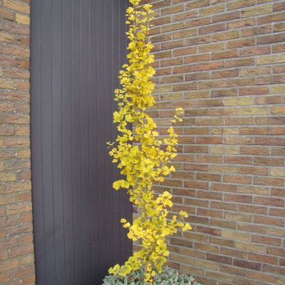 Ginkgo 'Menhir'