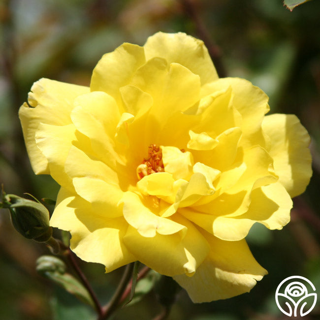 Rose - Golden Showers